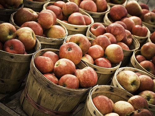 Apple Festival Invites Boomers to Celebrate Fall